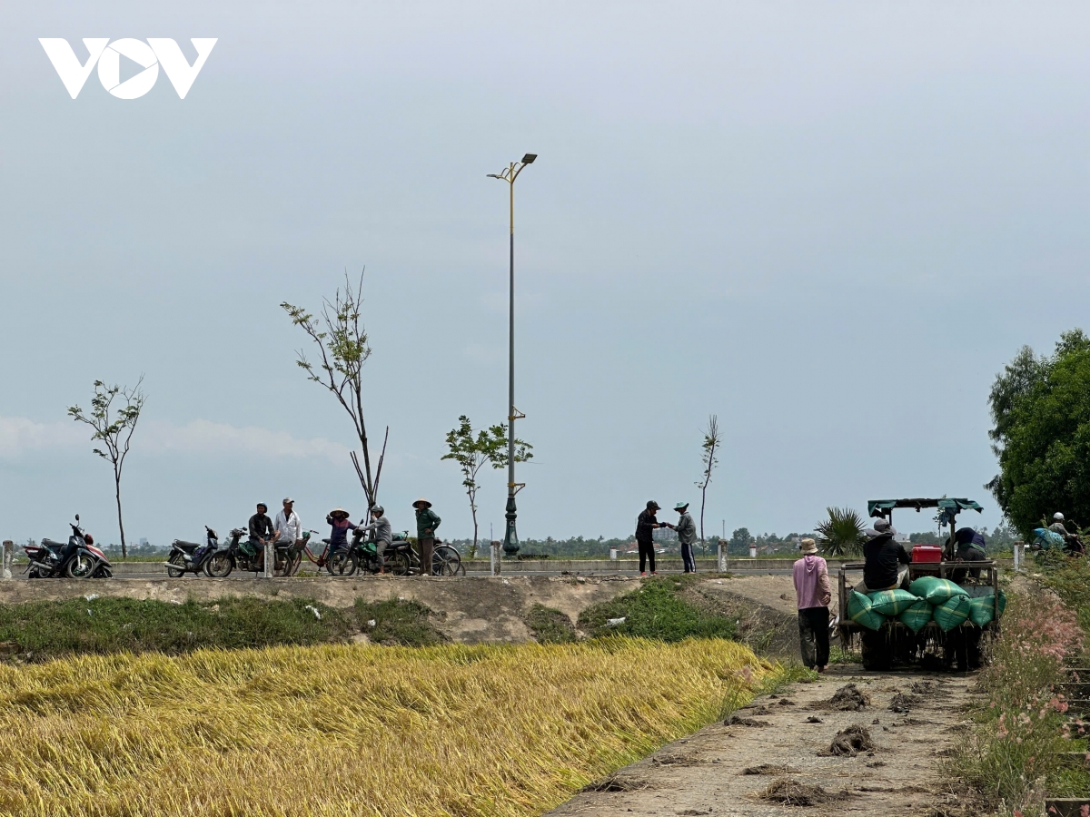 Nông dân Đắk Lắk tất bật gặt chạy úng lúa do mưa tiểu mãn